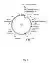 Fig. 04 - DinQ-sRNA type I toxin-antitoxin system for plasmid maintenance
