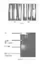 Fig. 06 - Method for extraction and purification of oils from microalgal biomass using high-pressure COas a solute
