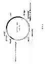 Fig. 05 - Meganuclease recombination system