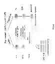 Fig. 07 - Meganuclease recombination system