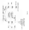 Fig. 09 - Meganuclease recombination system