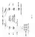 Fig. 12 - Meganuclease recombination system