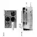 Fig. 13 - Meganuclease recombination system