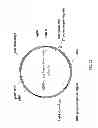 Fig. 23 - Meganuclease recombination system