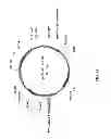 Fig. 28 - Meganuclease recombination system
