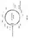 Fig. 30 - Meganuclease recombination system