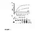 Fig. 09 - Catalytic nucleic acid probes as microbial indicators