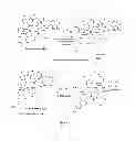 Fig. 02 - PROCESS FOR PREPARATION OF CASPOFUNGIN ACETATE AND INTERMEDIATES