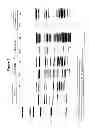 Fig. 02 - Polypeptides and Immunizing Compositions Containing Gram Positive Polypeptides and Methods of Use