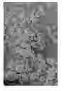 Fig. 04 - Dissolution of oxidized cellulose and particle preparation by cross-linking with multivalent cations