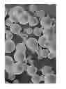 Fig. 05 - Dissolution of oxidized cellulose and particle preparation by cross-linking with multivalent cations