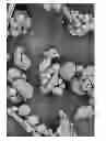 Fig. 06 - Dissolution of oxidized cellulose and particle preparation by cross-linking with multivalent cations