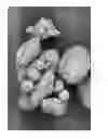 Fig. 07 - Dissolution of oxidized cellulose and particle preparation by cross-linking with multivalent cations