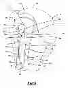 Fig. 06 - Proximal humeral head