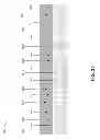 Fig. 43 - Digital link viewer