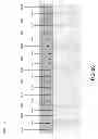 Fig. 46 - Digital link viewer