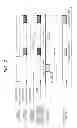 Fig. 08 - IMAGE FORMING APPARATUS
