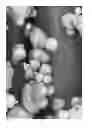 Fig. 14 - Oxidized cellulose miczrospheres including visualization agents