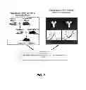 Fig. 04 - TUMOR SPECIFIC ANITBODIES AND USES THEREFOR