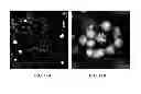 Fig. 23 - Activatable fluorogenic compounds and uses thereof as near infrared probes