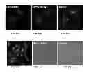 Fig. 27 - Activatable fluorogenic compounds and uses thereof as near infrared probes