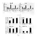 Fig. 09 - USE OF HEPATOCYTE NUCLEAR FACTOR 1A IN PREPARATION OF DRUG FOR TREATING MALIGNANT SOLID TUMOR DISEASE