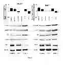 Fig. 11 - USE OF HEPATOCYTE NUCLEAR FACTOR 1A IN PREPARATION OF DRUG FOR TREATING MALIGNANT SOLID TUMOR DISEASE