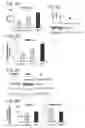 Fig. 07 - Compositions and methods for modulating EMT and uses thereof