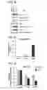 Fig. 09 - Compositions and methods for modulating EMT and uses thereof