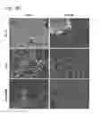 Fig. 22 - Compositions and methods for modulating EMT and uses thereof