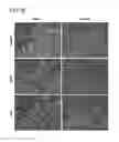 Fig. 24 - Compositions and methods for modulating EMT and uses thereof