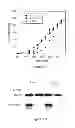 Fig. 17 - Methods for regulating protein function in cells in vivo using synthetic small molecules