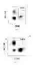 Fig. 03 - Formulation and Method for Preparing Specific T Cell, and Method for Preparing the Formulation
