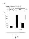 Fig. 08 - Fusion Molecules of Rationally-Designed DNA-Binding Proteins and Effector Domains
