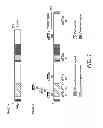 Fig. 02 - IMMUNOGENIC PEPTIDES