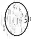 Fig. 08 - LIPOSOMES FOR PROTECTION AGAINST TOXIC COMPOUNDS