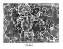 Fig. 09 - Tricalcium Phosphate Coarse Particle Compositions and Methods for Making the Same