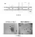 Fig. 04 - COMPOSITIONS COMPRISING SACCHARIDE BINDING MOIETIES AND METHODS FOR TARGETED THERAPY