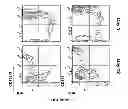 Fig. 15 - COMPOSITIONS COMPRISING SACCHARIDE BINDING MOIETIES AND METHODS FOR TARGETED THERAPY