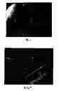 Fig. 05 - Modified starch material of biocompatible hemostasis
