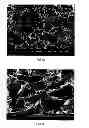 Fig. 07 - Modified starch material of biocompatible hemostasis