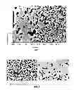 Fig. 02 - SINTERING ADDITIVES FOR CERAMIC DEVICES OBTAINABLE IN A LOW pO2 ATMOSPHERE