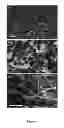 Fig. 03 - METHOD FOR CONTROLLING THE STRUCTURE OF PYROLYTIC CARBON