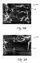 Fig. 11 - Deposition of discrete nanoparticles on an implant surface
