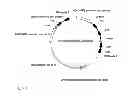 Fig. 02 - Chinese hamster ovary cell line