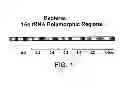 Fig. 02 - METHODS FOR THE SURVEY AND GENETIC ANALYSIS OF POPULATIONS