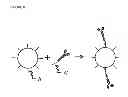 Fig. 07 - SIMULTANEOUS DETECTION OF BIOMOLECULES IN SINGLE CELLS