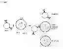 Fig. 08 - SIMULTANEOUS DETECTION OF BIOMOLECULES IN SINGLE CELLS