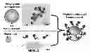 Fig. 01 - Detection of protease and protease activity using a single nanocrescent SERS probe