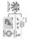 Fig. 02 - Detection of protease and protease activity using a single nanocrescent SERS probe